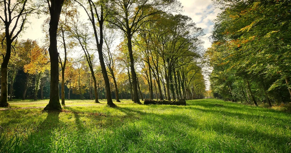 7 Must-Visit Dog Parks & Off-Leash Areas in Queens