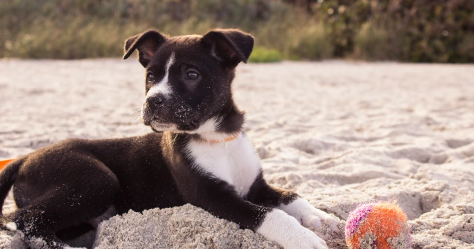 7 Must-Visit Dog Parks & Off-Leash Areas in Queens