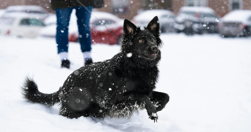 7 Must-Visit Dog Parks & Off-Leash Areas in Queens